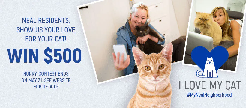 I Love My Cat Promotion