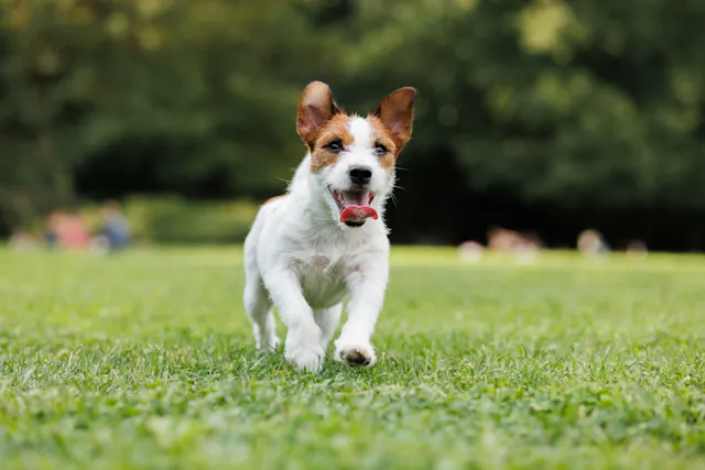 Dog Parks