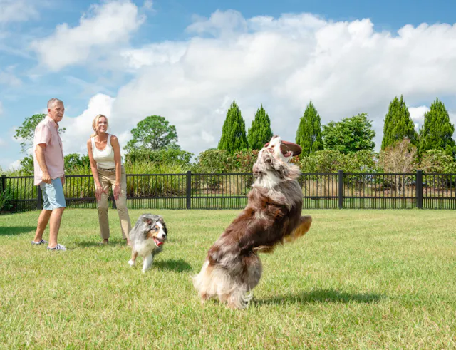 Dog Parks