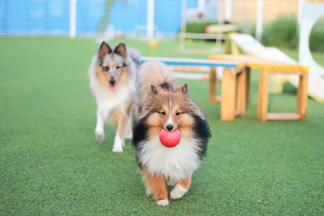 Parks & Dog Parks
